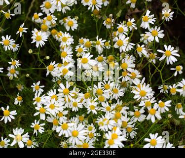 Fausse mayonnaise ou mayonnaise de mer (Tripleurospermum maritimum), floraison Banque D'Images