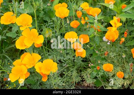 Pavot de Californie (Eschscholzia californica), en fleur Banque D'Images