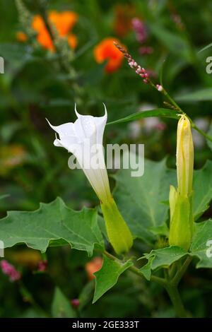 Fleur de pomme de Thorn (Datura stramonium) Banque D'Images