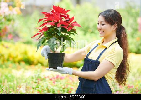 Portrait de jeune travailleur souriant et heureux du marché des plantes regardant la fleur de poinsettia en fleur dans ses mains Banque D'Images