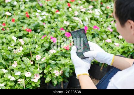 Travailleur du marché des fleurs en gants textiles prenant des photos de fleurs en fleurs à publier sur les médias sociaux ou à envoyer au client Banque D'Images