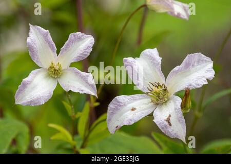 Clematis viticella 'Little Nell', une plante d'escalade aux fleurs blanches bordées d'un rose pâle, mauve en été, Royaume-Uni Banque D'Images