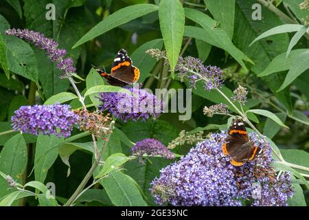 Papillons amiraux rouges (Vanessa atalanta) qui s'entasse sur les fleurs de Buddleja davidi, également appelé buisson de papillon, pendant l'été ou août, Royaume-Uni Banque D'Images