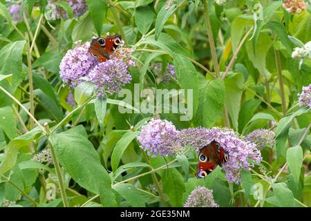 Papillons de paon (Aglais io) qui s'entasse sur les fleurs de Buddleja davidi, également appelé buisson de papillon, pendant l'été ou août, Royaume-Uni Banque D'Images