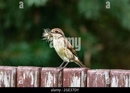 Shrike femelle à dos rouge, assise sur la clôture en bois. Le bloc de construction du nid dans son bec Banque D'Images