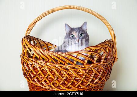 Le chat méstizo domestique tricolore (blanc, gris, rouge) aux yeux jaune-vert est assis dans un grand panier brun. Gros plan, arrière-plan clair. Banque D'Images