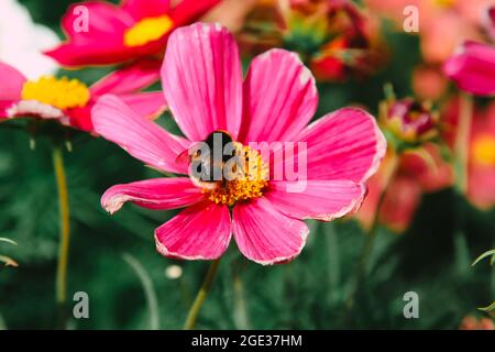 Gros plan de l'abeille bourdonneuse sur une fleur rose, Barry, pays de Galles du Sud, 2021 Banque D'Images