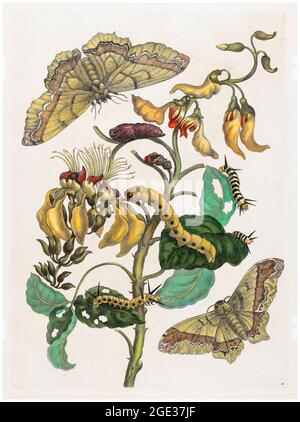 Maria Sibylla Merian, Caterpiles, papillons et fleurs, illustration, 1705 Banque D'Images