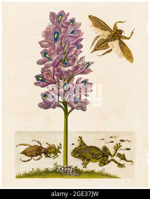 Maria Sibylla Merian, UNE espèce de jacinthe, avec a, crapaud, et a, araignée d'eau, illustration, 1705 Banque D'Images