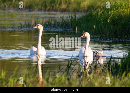 Swan lever de soleil familial sur la rivière. Banque D'Images