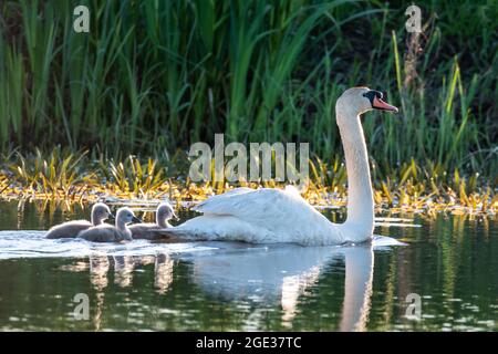 Swan lever de soleil familial sur la rivière. Banque D'Images