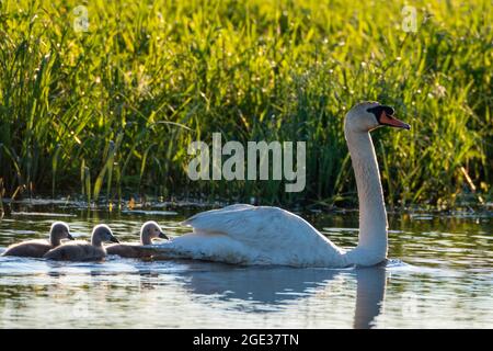 Swan lever de soleil familial sur la rivière. Banque D'Images