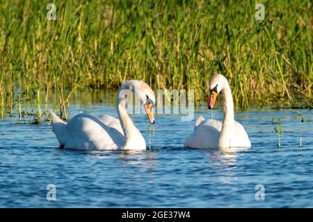 Cygnes se nourrissant sur la rivière Banque D'Images