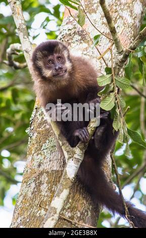 Photo verticale d'un singe capucin sur une branche d'arbre en été Banque D'Images