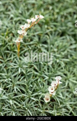 Portrait de plantes en gros plan d'Acantholimon armenum var. Armenum floraison au début de l'été contre son feuillage maté Banque D'Images