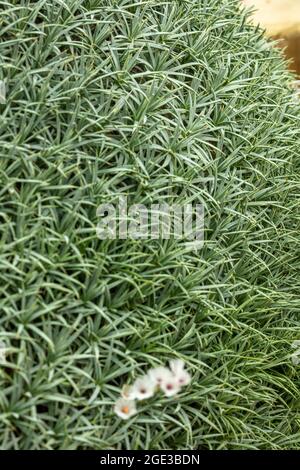 Portrait de plantes en gros plan d'Acantholimon armenum var. Armenum floraison au début de l'été contre son feuillage maté Banque D'Images