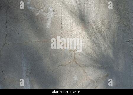 Ombres de l'arbre sur le vieux mur en béton gris fissuré Banque D'Images