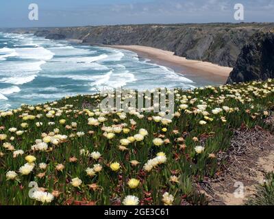 Tapis de fleurs de figues jaunes Hottentot sur la côte sud portugaise Banque D'Images