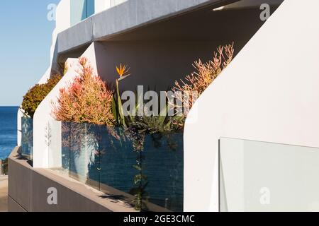 Sydney, Australie. Lundi 16 août 2021. Appartements de luxe donnant sur Bondi Beach et présentant des plantes exquises sur le balcon. Les restrictions COVID-19 ont été renforcées dans toute la Nouvelle-Galles du Sud. À partir de minuit le lundi 16 août, la règle de voyage de 10 km a été réduite à 5 km. Cela signifie que les résidents ne peuvent parcourir que 5 km de leur maison pour faire de l'exercice ou faire du shopping. Crédit : Paul Lovelace/Alamy Live News Banque D'Images