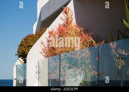 Sydney, Australie. Lundi 16 août 2021. Appartements de luxe donnant sur Bondi Beach et présentant des plantes exquises sur le balcon. Les restrictions COVID-19 ont été renforcées dans toute la Nouvelle-Galles du Sud. À partir de minuit le lundi 16 août, la règle de voyage de 10 km a été réduite à 5 km. Cela signifie que les résidents ne peuvent parcourir que 5 km de leur maison pour faire de l'exercice ou faire du shopping. Crédit : Paul Lovelace/Alamy Live News Banque D'Images