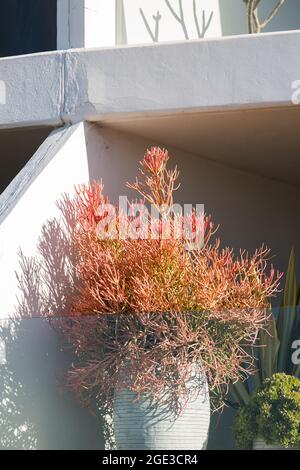 Sydney, Australie. Lundi 16 août 2021. Appartements de luxe donnant sur Bondi Beach et présentant des plantes exquises sur le balcon. Les restrictions COVID-19 ont été renforcées dans toute la Nouvelle-Galles du Sud. À partir de minuit le lundi 16 août, la règle de voyage de 10 km a été réduite à 5 km. Cela signifie que les résidents ne peuvent parcourir que 5 km de leur maison pour faire de l'exercice ou faire du shopping. Crédit : Paul Lovelace/Alamy Live News Banque D'Images