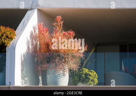 Sydney, Australie. Lundi 16 août 2021. Appartements de luxe donnant sur Bondi Beach et présentant des plantes exquises sur le balcon. Les restrictions COVID-19 ont été renforcées dans toute la Nouvelle-Galles du Sud. À partir de minuit le lundi 16 août, la règle de voyage de 10 km a été réduite à 5 km. Cela signifie que les résidents ne peuvent parcourir que 5 km de leur maison pour faire de l'exercice ou faire du shopping. Crédit : Paul Lovelace/Alamy Live News Banque D'Images