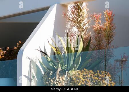 Sydney, Australie. Lundi 16 août 2021. Appartements de luxe donnant sur Bondi Beach et présentant des plantes exquises sur le balcon. Les restrictions COVID-19 ont été renforcées dans toute la Nouvelle-Galles du Sud. À partir de minuit le lundi 16 août, la règle de voyage de 10 km a été réduite à 5 km. Cela signifie que les résidents ne peuvent parcourir que 5 km de leur maison pour faire de l'exercice ou faire du shopping. Crédit : Paul Lovelace/Alamy Live News Banque D'Images
