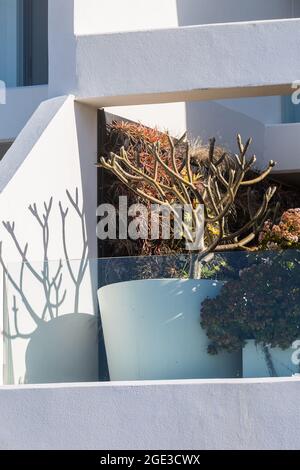 Sydney, Australie. Lundi 16 août 2021. Appartements de luxe donnant sur Bondi Beach et présentant des plantes exquises sur le balcon. Les restrictions COVID-19 ont été renforcées dans toute la Nouvelle-Galles du Sud. À partir de minuit le lundi 16 août, la règle de voyage de 10 km a été réduite à 5 km. Cela signifie que les résidents ne peuvent parcourir que 5 km de leur maison pour faire de l'exercice ou faire du shopping. Crédit : Paul Lovelace/Alamy Live News Banque D'Images