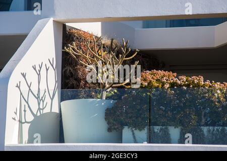 Sydney, Australie. Lundi 16 août 2021. Appartements de luxe donnant sur Bondi Beach et présentant des plantes exquises sur le balcon. Les restrictions COVID-19 ont été renforcées dans toute la Nouvelle-Galles du Sud. À partir de minuit le lundi 16 août, la règle de voyage de 10 km a été réduite à 5 km. Cela signifie que les résidents ne peuvent parcourir que 5 km de leur maison pour faire de l'exercice ou faire du shopping. Crédit : Paul Lovelace/Alamy Live News Banque D'Images