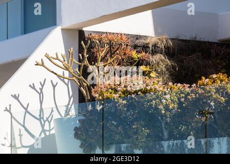 Sydney, Australie. Lundi 16 août 2021. Appartements de luxe donnant sur Bondi Beach et présentant des plantes exquises sur le balcon. Les restrictions COVID-19 ont été renforcées dans toute la Nouvelle-Galles du Sud. À partir de minuit le lundi 16 août, la règle de voyage de 10 km a été réduite à 5 km. Cela signifie que les résidents ne peuvent parcourir que 5 km de leur maison pour faire de l'exercice ou faire du shopping. Crédit : Paul Lovelace/Alamy Live News Banque D'Images