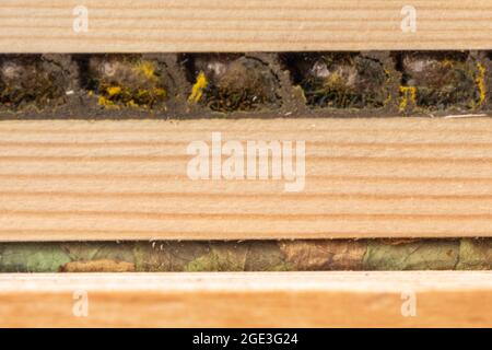 Intérieur d'un hôtel d'abeilles montrant les cellules reproductrices et les cocons d'une abeille mason rouge (en haut) et d'une abeille feuille patchwork (en bas), Royaume-Uni Banque D'Images