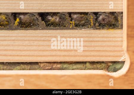 Intérieur d'un hôtel d'abeilles montrant les cellules reproductrices et les cocons d'une abeille mason rouge (en haut) et d'une abeille feuille patchwork (en bas), Royaume-Uni Banque D'Images