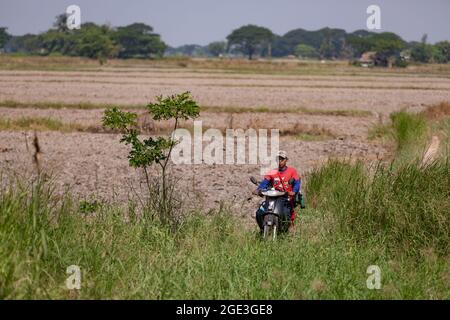 Un homme à moto traverse les champs du Myanmar sur une route de terre Banque D'Images