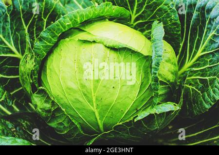 Gros chou vert gros plan.Légumes dans le jardin. Chou dans le jardin Banque D'Images