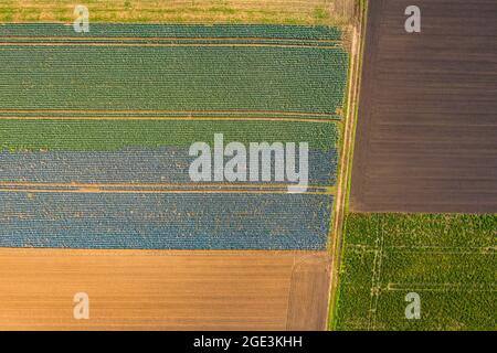 Des pistes de tracteur frappantes dans un champ vert et bleu en Allemagne photographiées d'un point de vue d'oiseau Banque D'Images