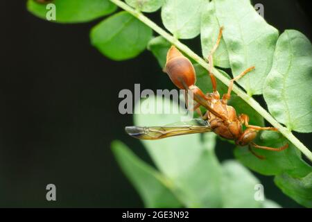 Reine de la guêpe de papier, Polistes gallicus, Satara, Maharashtra, Inde Banque D'Images