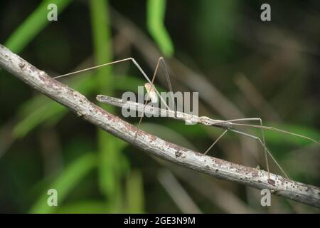 Stick Bug, Barce fraterna, Satara, Maharashtra, Inde Banque D'Images