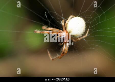 Tisserand asiatique long-jawed Orb-weaver, Guizygiella indica, Satara, Maharashtra, Inde Banque D'Images