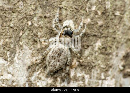 Gros plan dorsal de l'araignée sauteuse femelle, Menemerus bivitattus, Satara, Maharashtra, Inde Banque D'Images