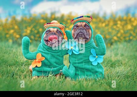 Deux chiens Bulldog français vêtus de costumes d'Halloween de plantes de cactus drôles avec de faux bras, des fleurs et des chapeaux de paille Banque D'Images