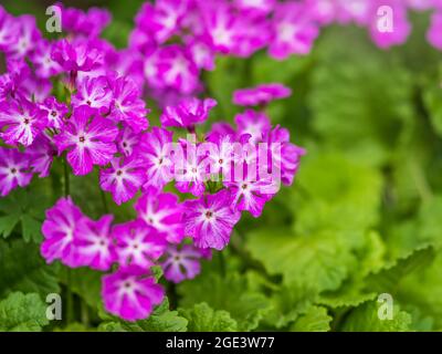 Belles fleurs violettes primrose japonaise, Primula sieboldii, également connu sous le nom de primrose asiatique et Cortusoides primula. Prim est un autre nom scientifique Banque D'Images