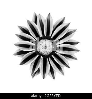 Image en noir et blanc de la fleur de gazania isolée sur fond blanc Banque D'Images