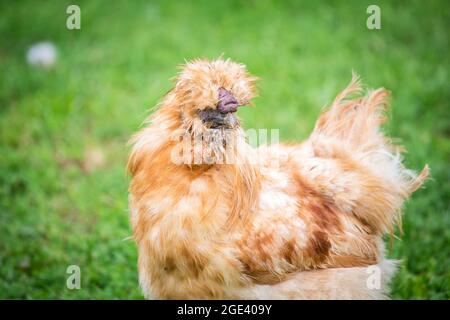 Chouette soyeuse, poulet soyeux Banque D'Images