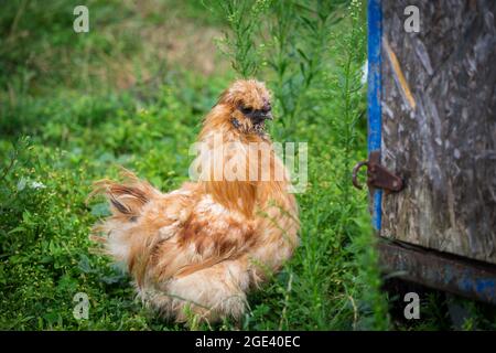 Chouette soyeuse, poulet soyeux Banque D'Images