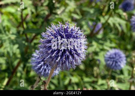 Globe Thistles (Echinops ) 'Taflower Blue' florissant dans un jardin anglais en Cornouailles Banque D'Images