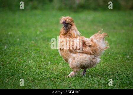 Chouette soyeuse, poulet soyeux Banque D'Images