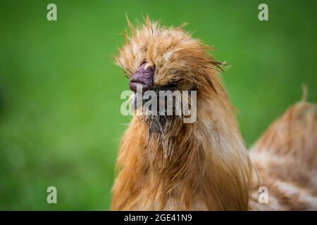 Chouette soyeuse, poulet soyeux Banque D'Images