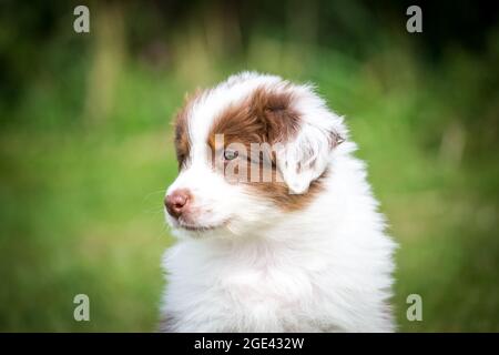 Chiot berger australien Banque D'Images