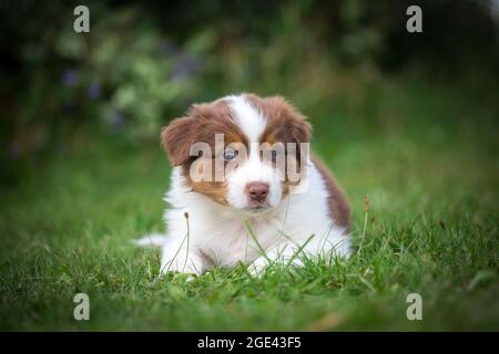 Berger australien chiot couché Banque D'Images