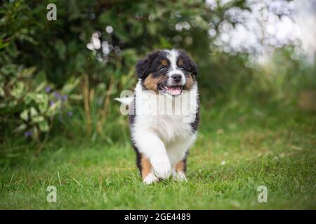 Chien de berger australien courant Banque D'Images